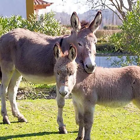 Hotel Quinta Da Alcaidaria Mor 3*